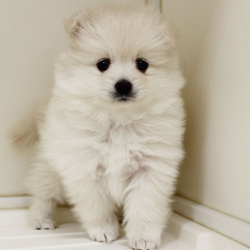 animal_image