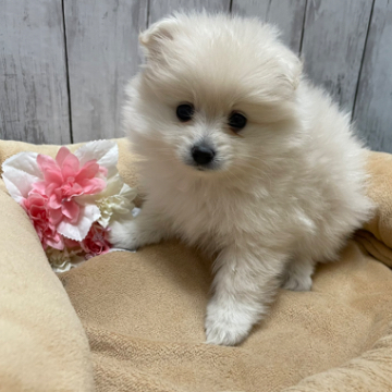 animal_image