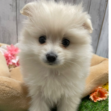 animal_image