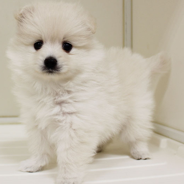 animal_image