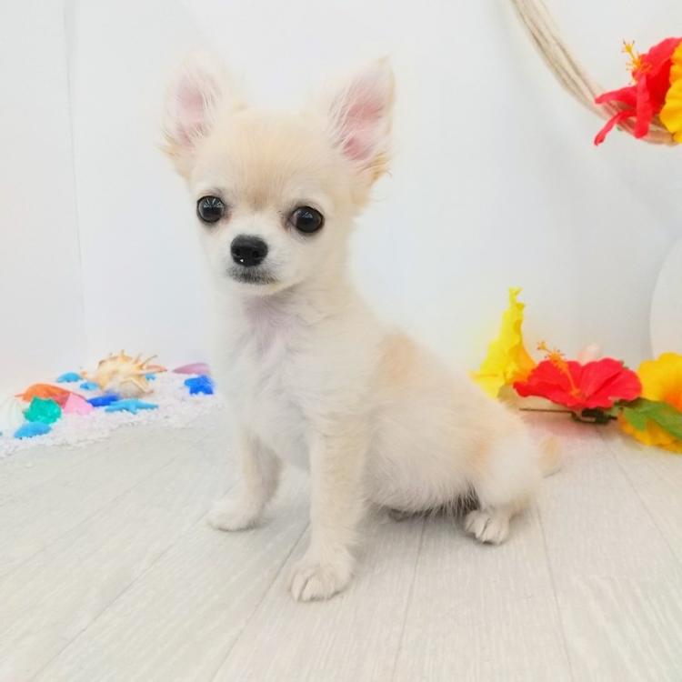animal_image