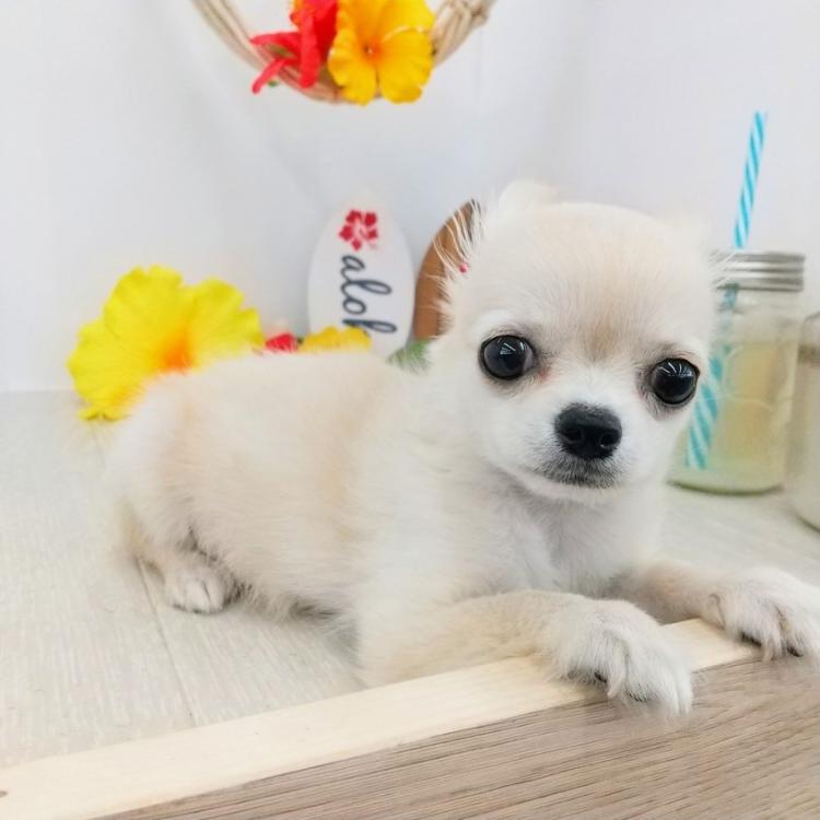 animal_image