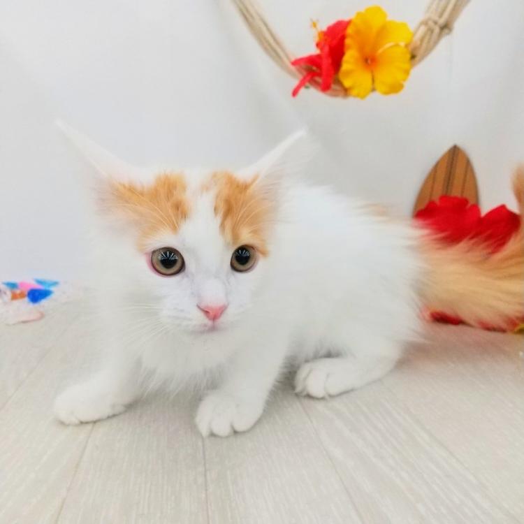 animal_image