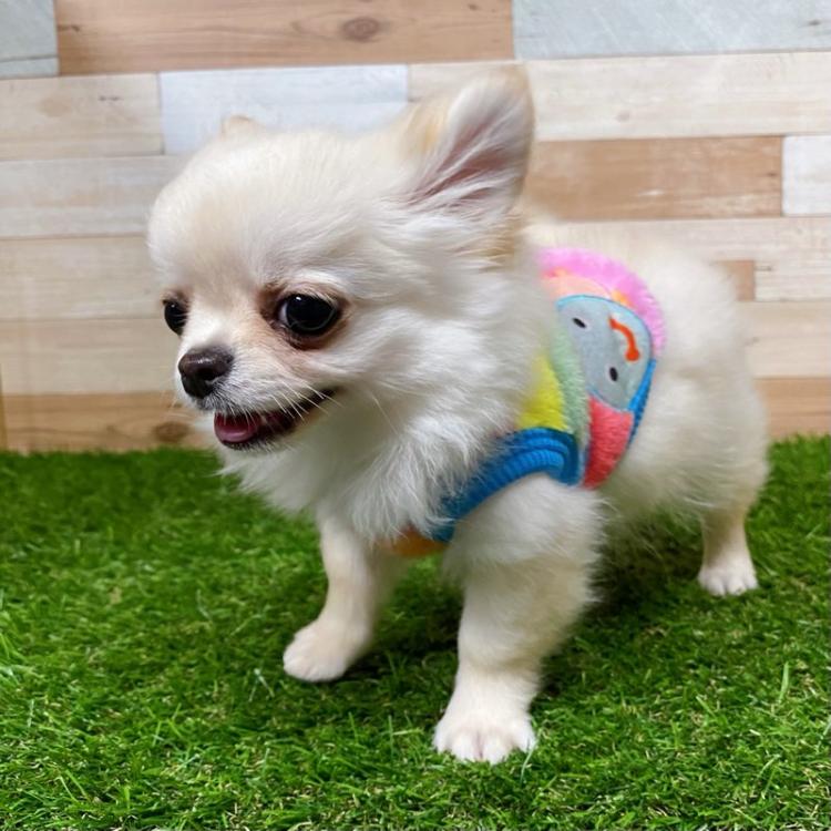 animal_image