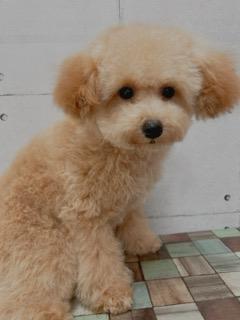 animal_image