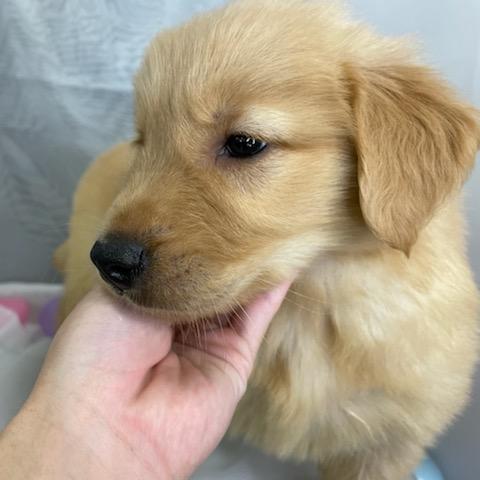 animal_image