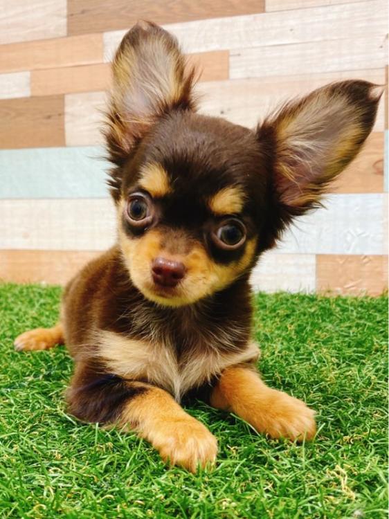 animal_image