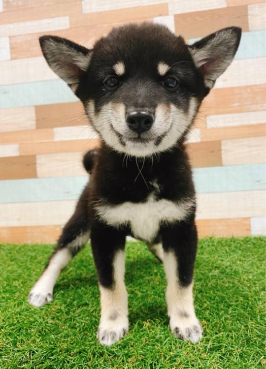 animal_image