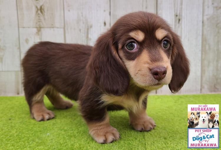 animal_image