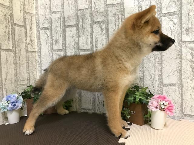 animal_image