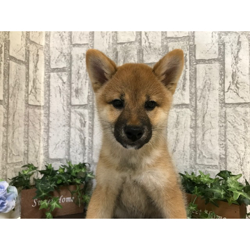 animal_image