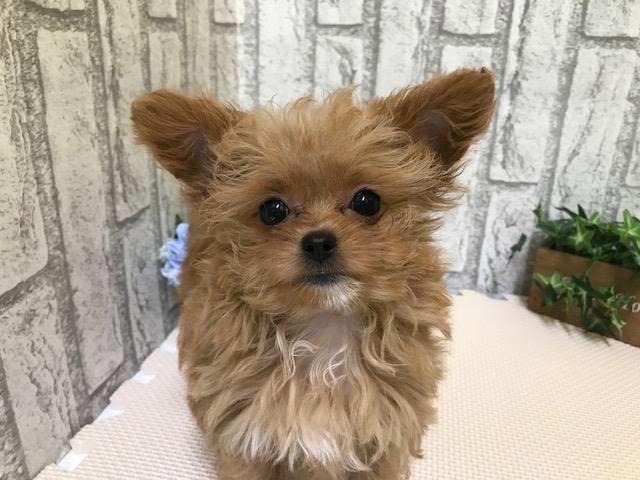 animal_image