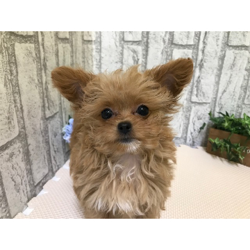 animal_image