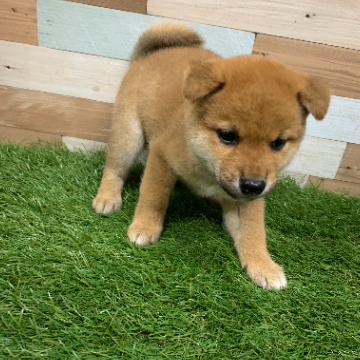 animal_image