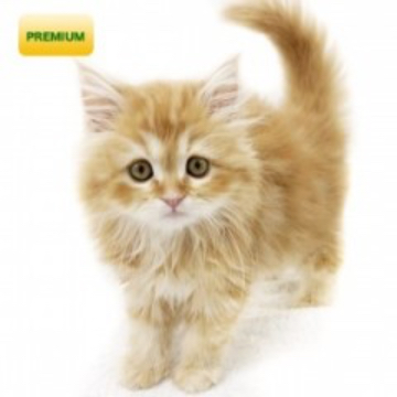 animal_image