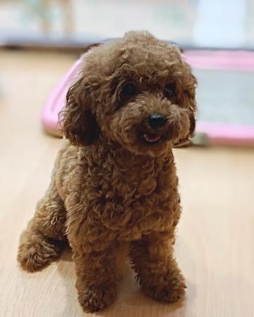 animal_image