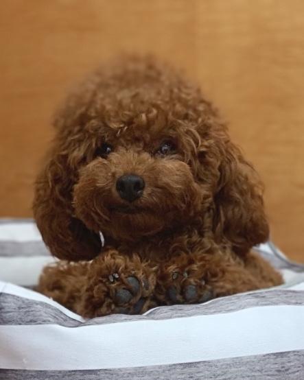 animal_image