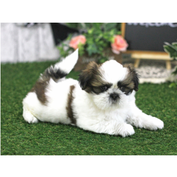 animal_image