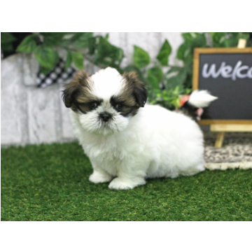 animal_image