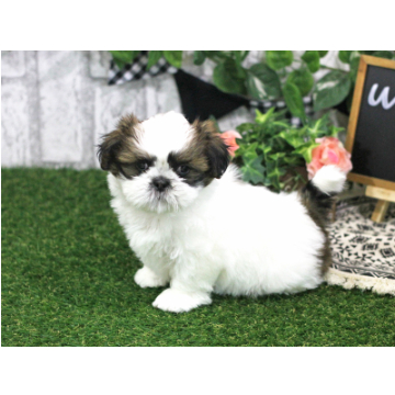 animal_image