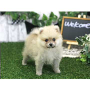 animal_image