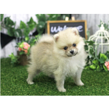 animal_image
