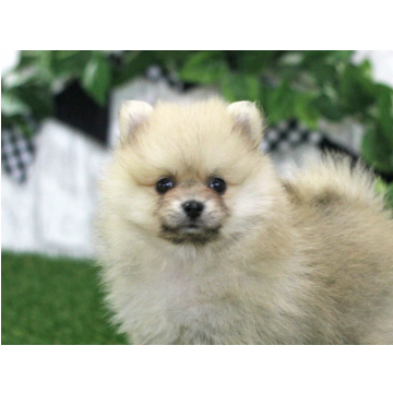 animal_image