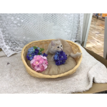 animal_image