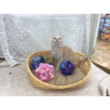 animal_image
