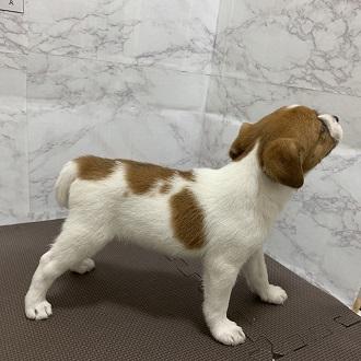 animal_image