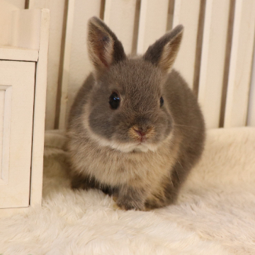 animal_image