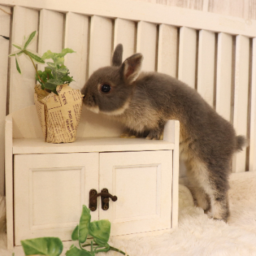 animal_image