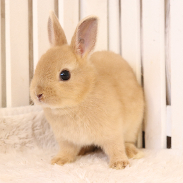 animal_image