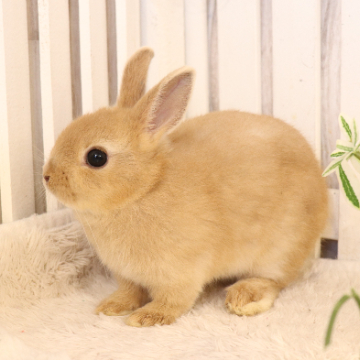 animal_image