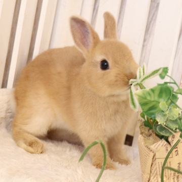 animal_image