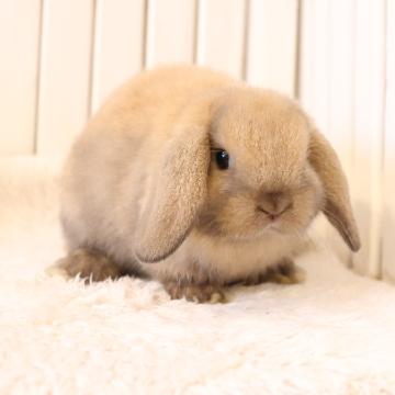 animal_image