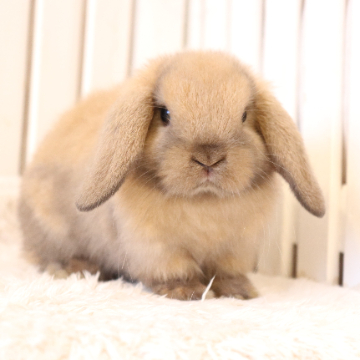animal_image