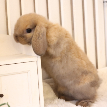 animal_image