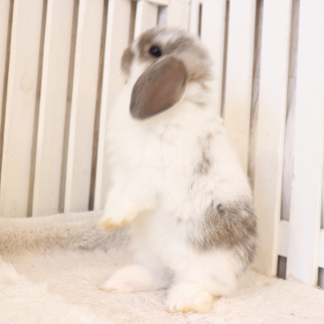 animal_image