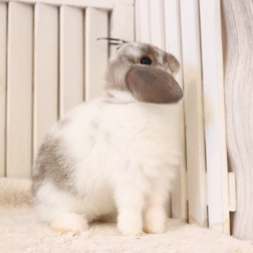 animal_image