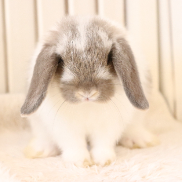 animal_image