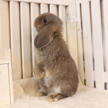animal_image