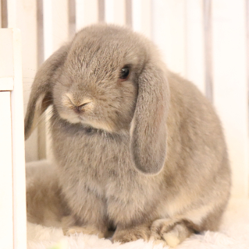 animal_image