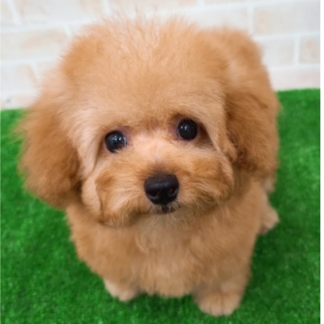 animal_image