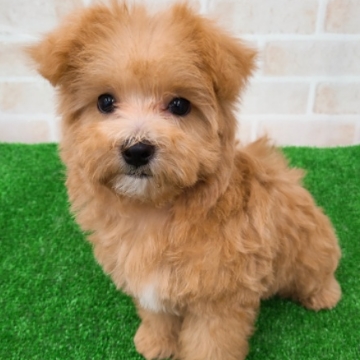 animal_image