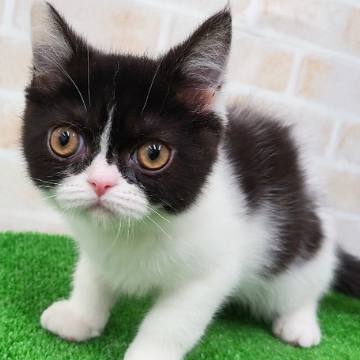 animal_image