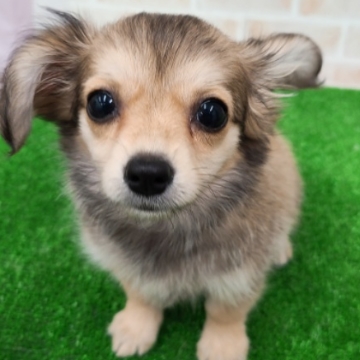 animal_image