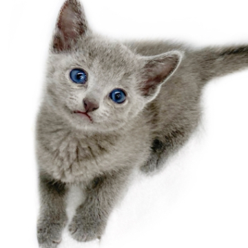 animal_image