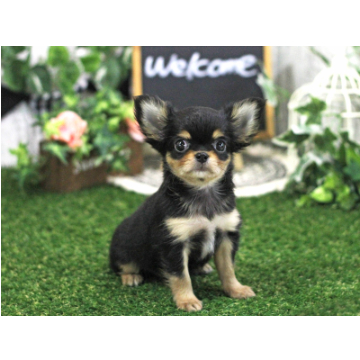 animal_image