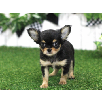 animal_image